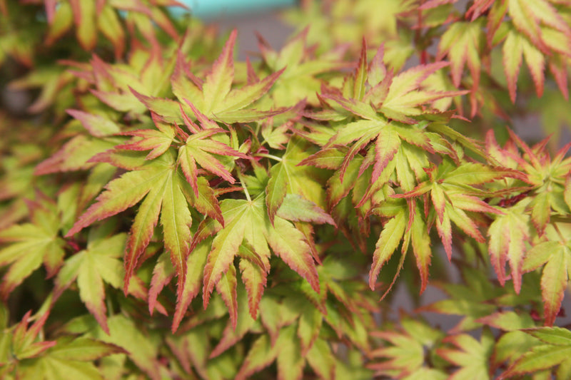 Acer palmatum 'Saiho' Dwarf Japanese Maple