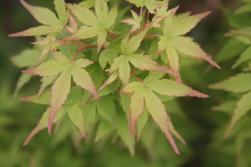 Acer palmatum 'Saiho' Dwarf Japanese Maple