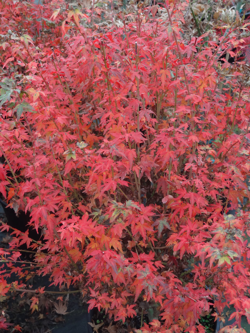 Acer palmatum 'Saiho' Dwarf Japanese Maple