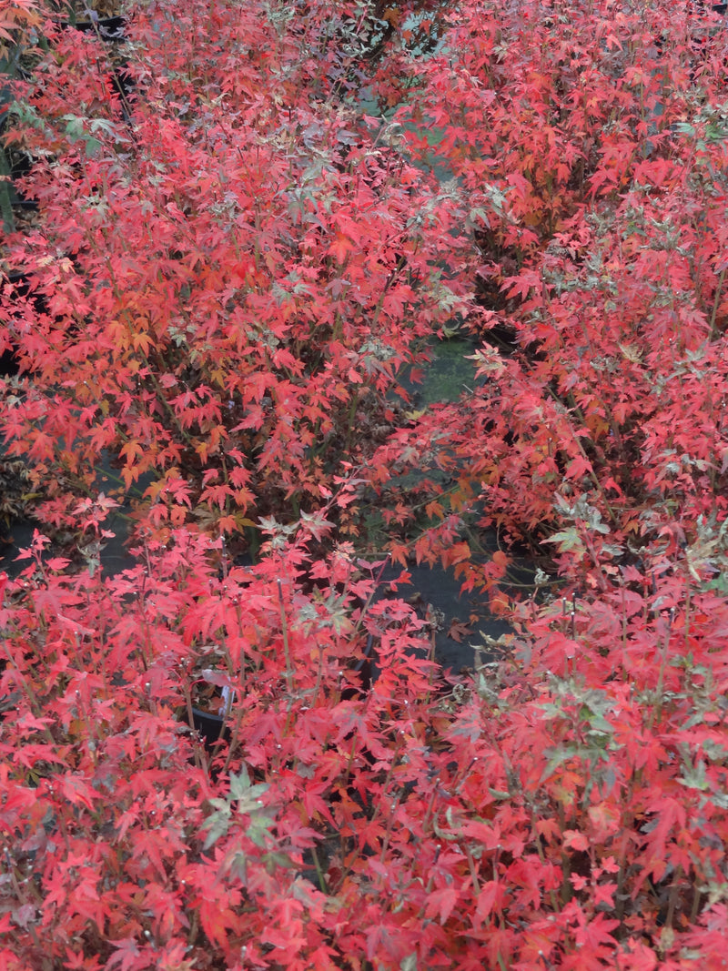 Acer palmatum 'Saiho' Dwarf Japanese Maple