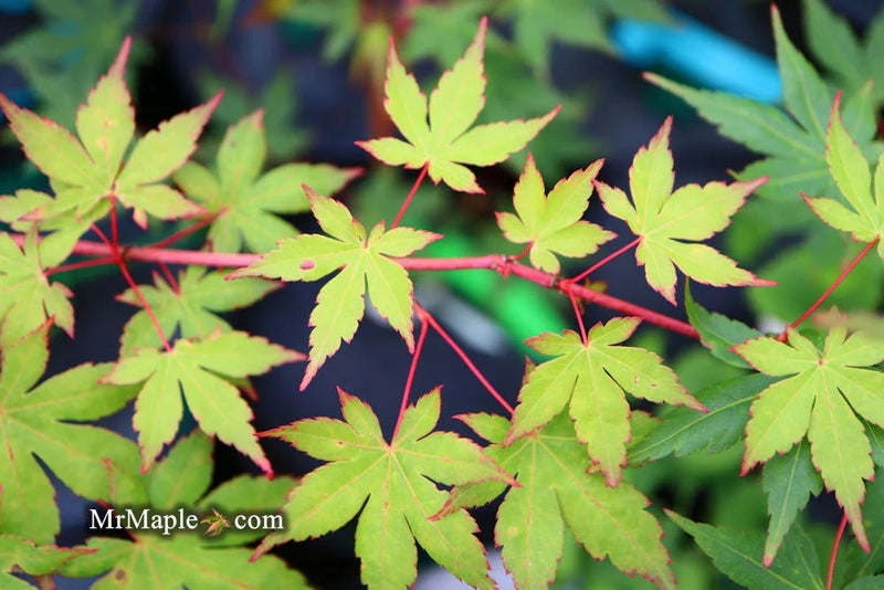 Acer palmatum 'Sir Damon' Japanese Maple