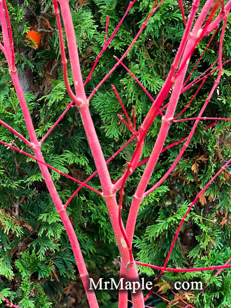 Acer palmatum 'Sir Damon' Japanese Maple