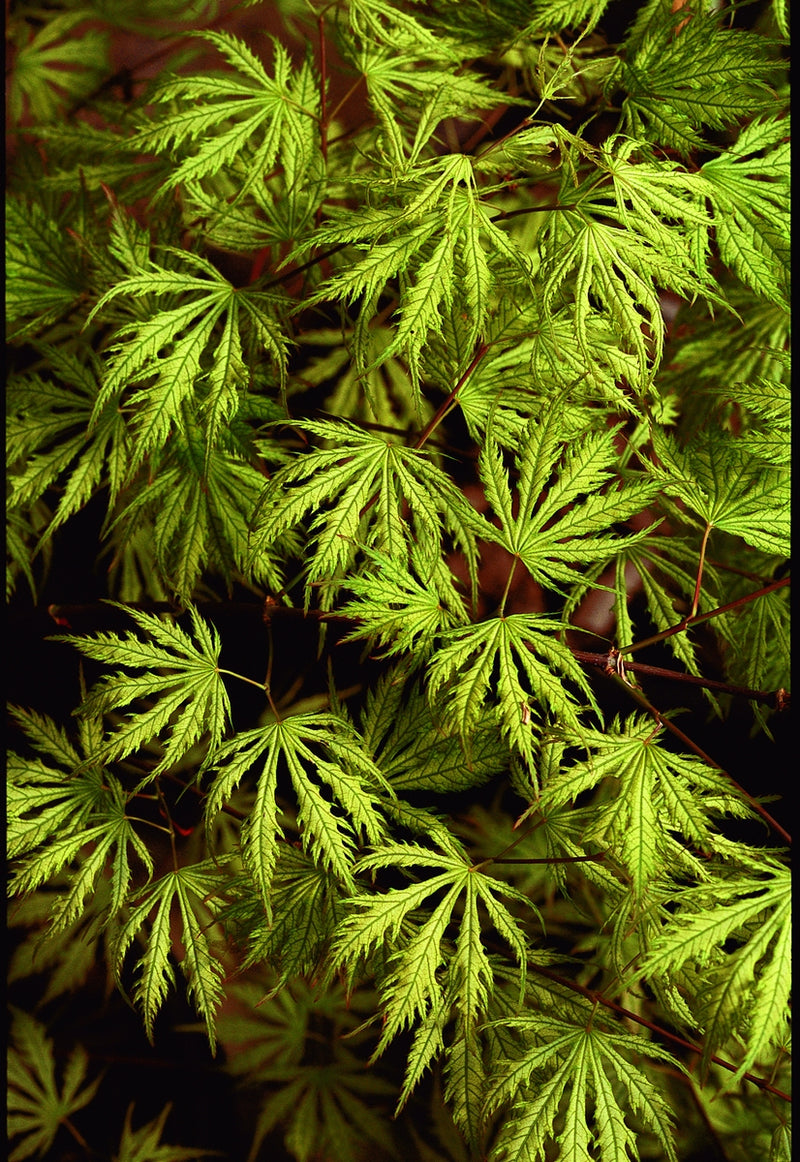 Acer palmatum 'Sister Ghost' Japanese Maple