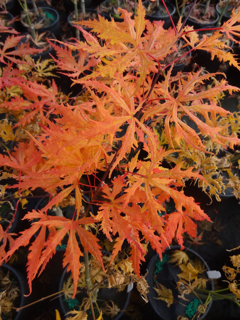 Acer palmatum 'Sister Ghost' Japanese Maple