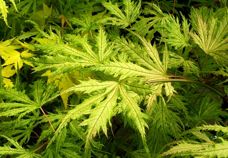 Acer palmatum 'Sister Ghost' Japanese Maple