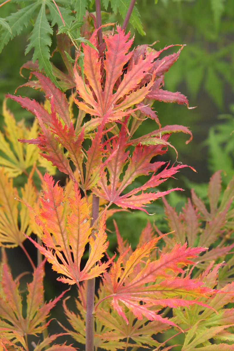 Acer palmatum 'Sister Ghost' Japanese Maple