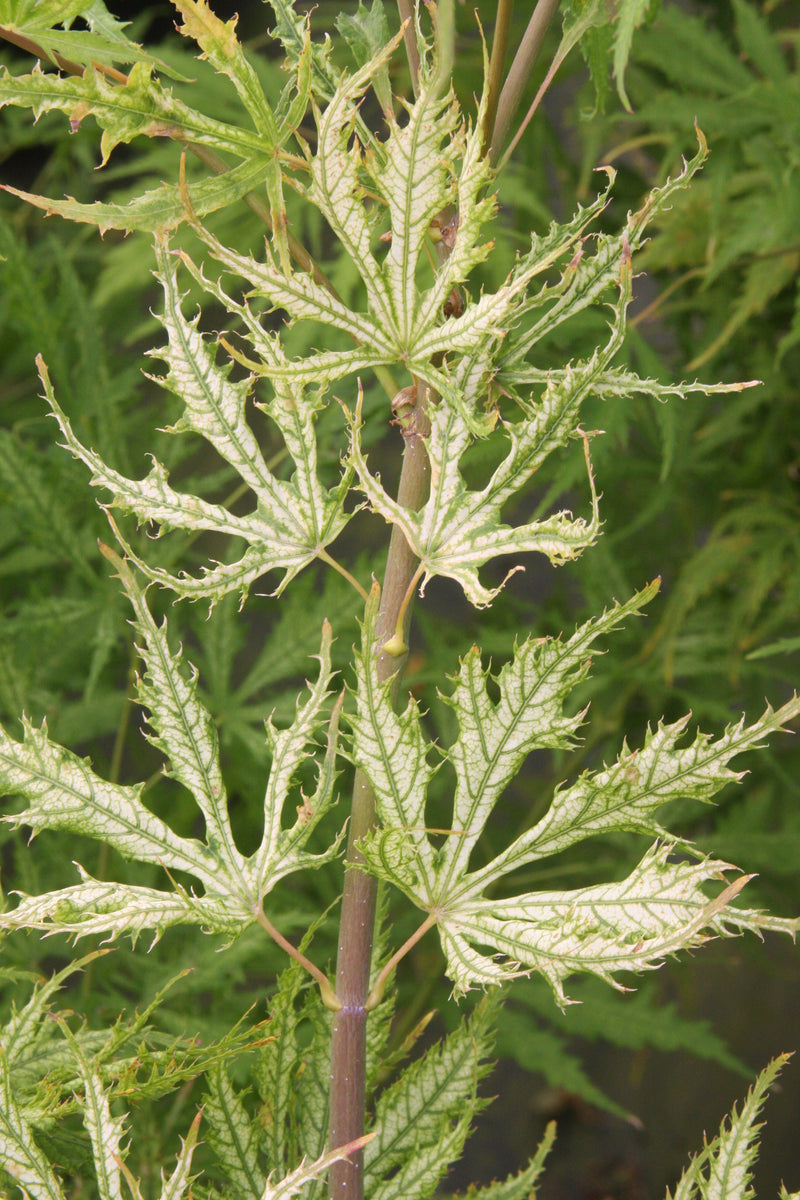 Acer palmatum 'Sister Ghost' Japanese Maple