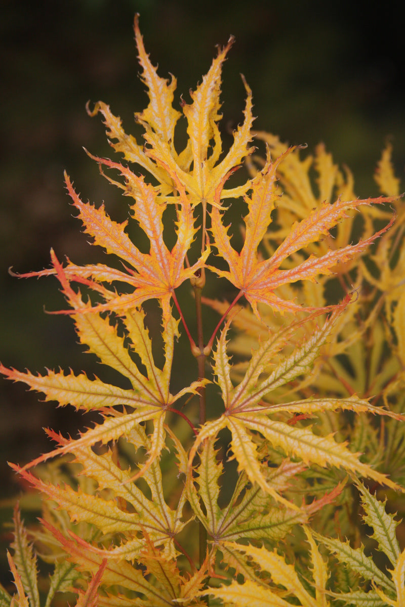 Acer palmatum 'Sister Ghost' Japanese Maple