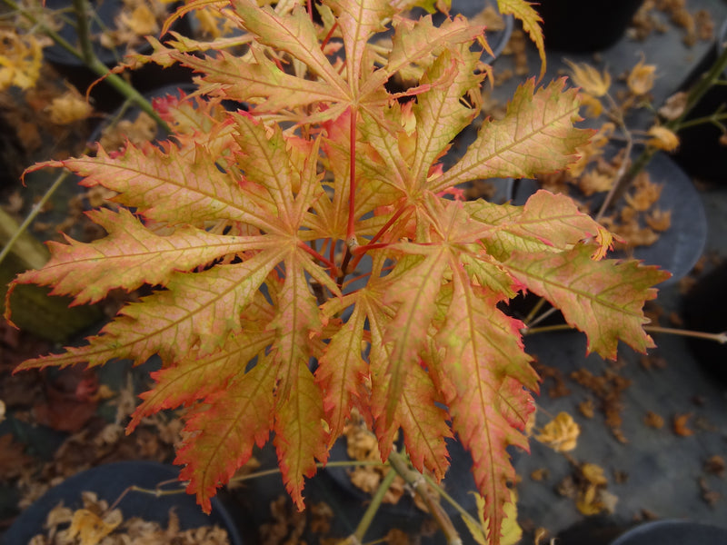 Acer palmatum 'Sister Ghost' Japanese Maple