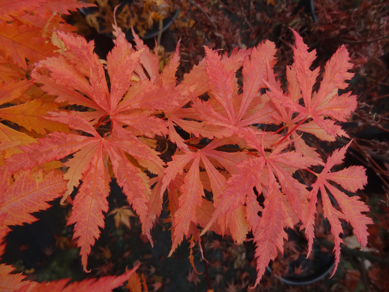 Acer palmatum 'Sister Ghost' Japanese Maple