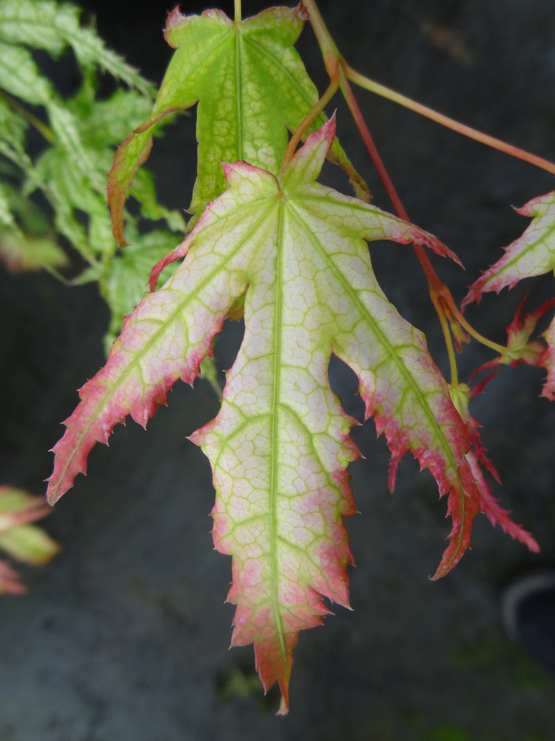 Acer palmatum 'Sister Ghost' Japanese Maple