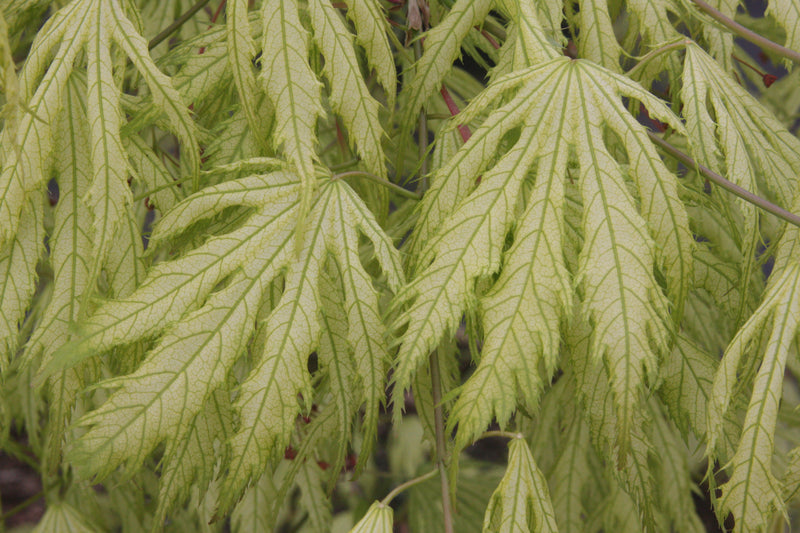 Acer palmatum 'Sister Ghost' Japanese Maple