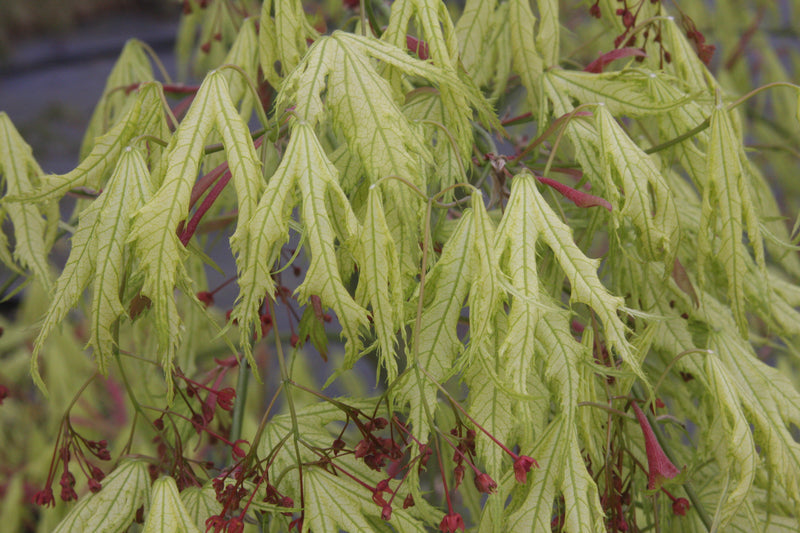 Acer palmatum 'Sister Ghost' Japanese Maple