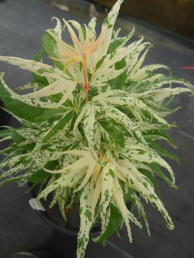 Acer palmatum 'Snow Kitten' Japanese Maple - LIMIT 1 PER HOUSEHOLD