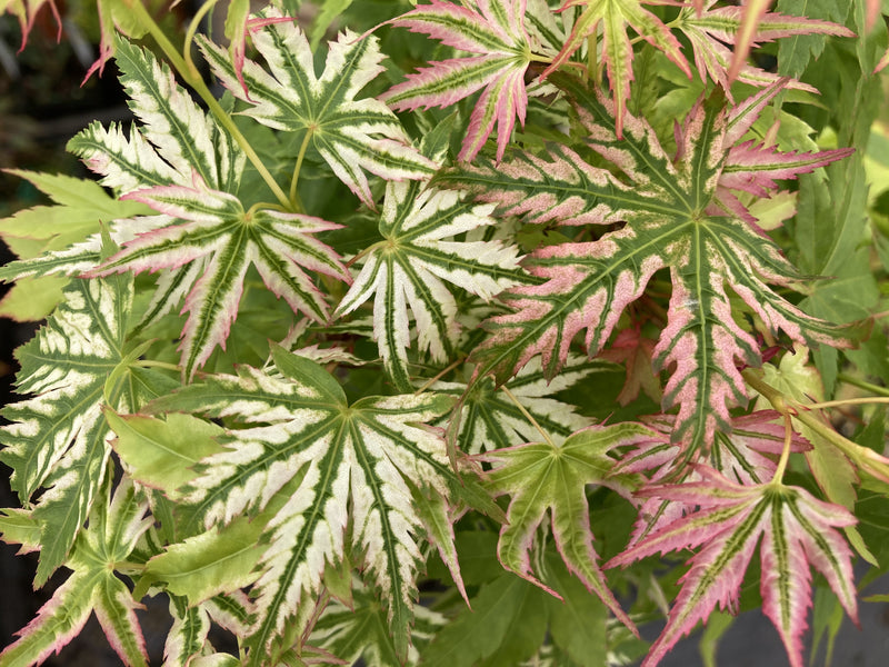 Acer palmatum 'Starry Skies' Japanese Maple
