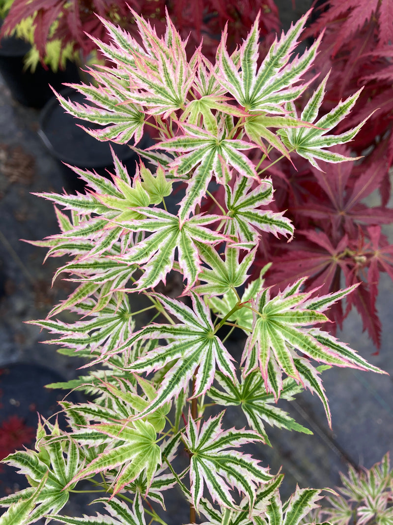 Acer palmatum 'Starry Skies' Japanese Maple