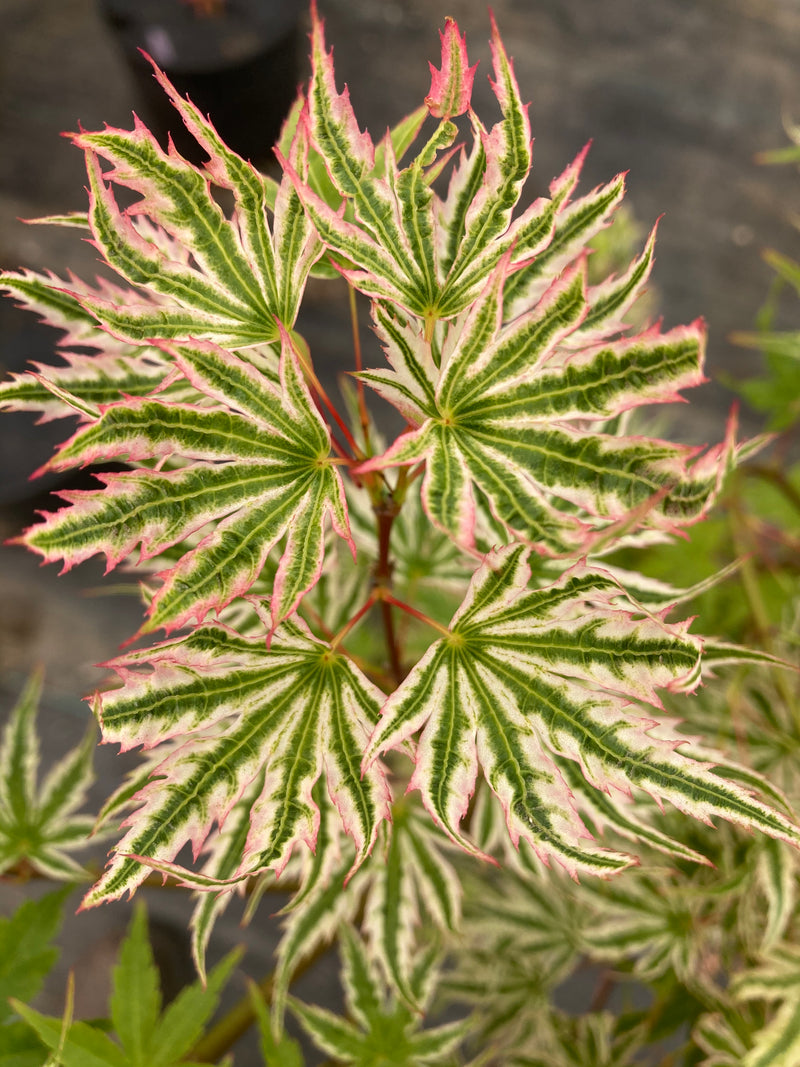 Acer palmatum 'Starry Skies' Japanese Maple