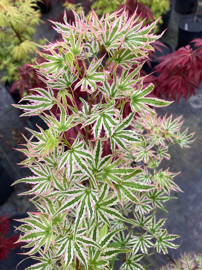 Acer palmatum 'Starry Skies' Japanese Maple