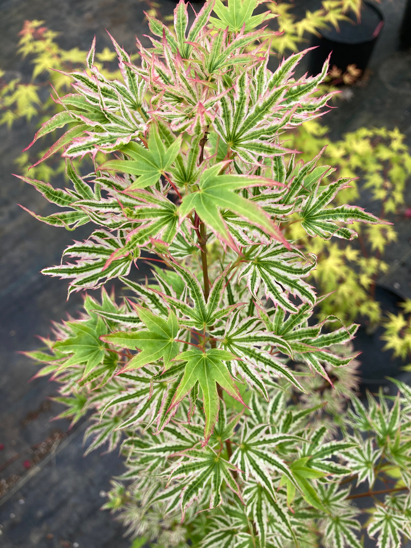 Acer palmatum 'Starry Skies' Japanese Maple