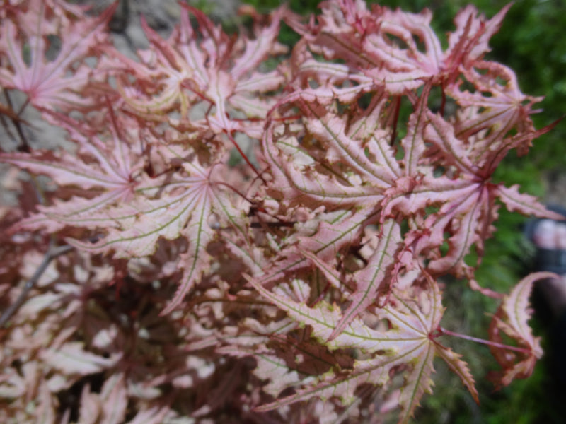 Acer palmatum 'Strawberry Spring' Reticulated Japanese Maple