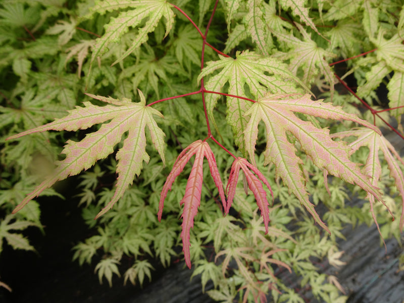 Acer palmatum 'Strawberry Spring' Reticulated Japanese Maple