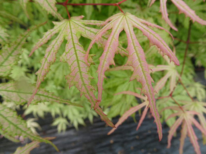Acer palmatum 'Strawberry Spring' Reticulated Japanese Maple