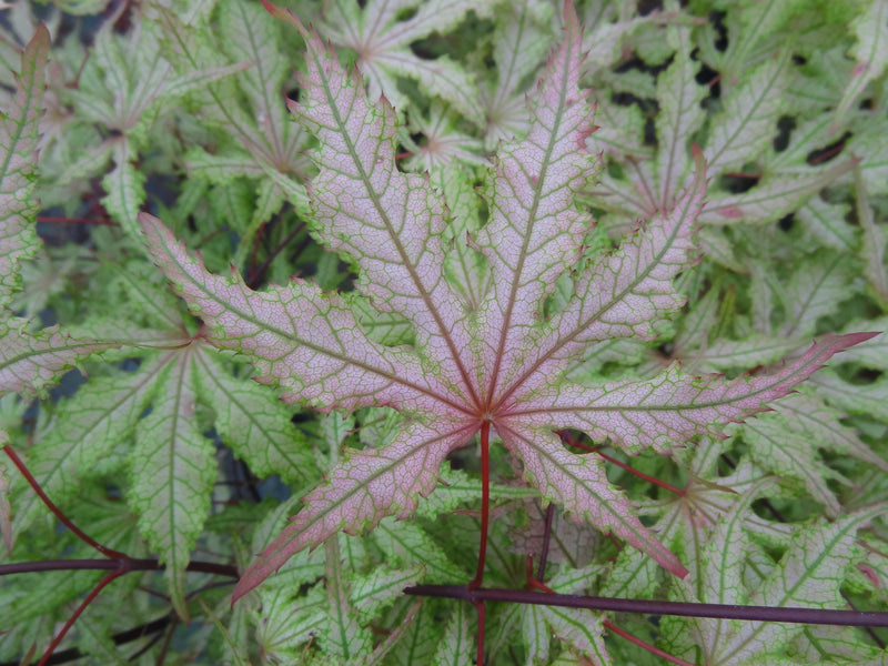 Acer palmatum 'Strawberry Spring' Reticulated Japanese Maple