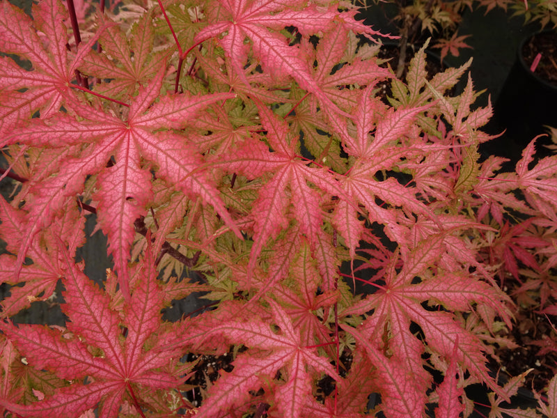 Acer palmatum 'Strawberry Spring' Reticulated Japanese Maple