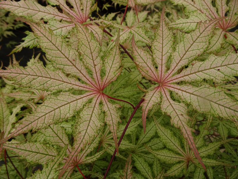 Acer palmatum 'Strawberry Spring' Reticulated Japanese Maple