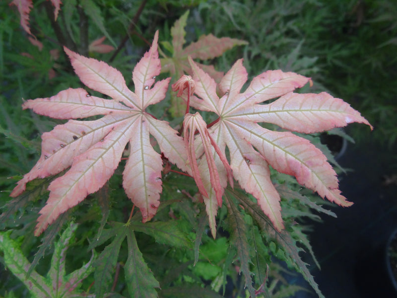 Acer palmatum 'Strawberry Spring' Reticulated Japanese Maple