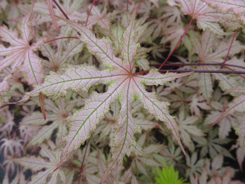 Acer palmatum 'Strawberry Spring' Reticulated Japanese Maple