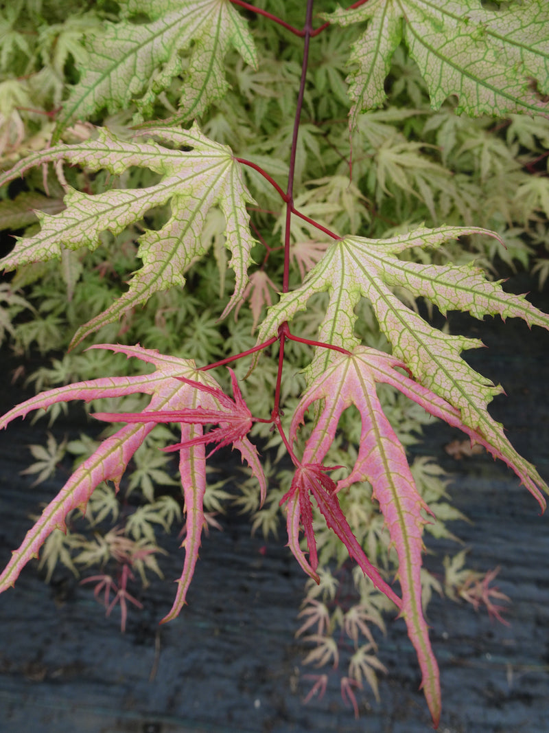 Acer palmatum 'Strawberry Spring' Reticulated Japanese Maple