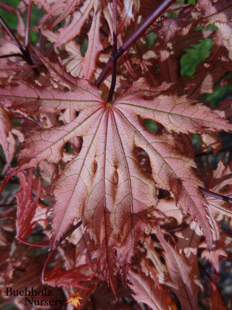 Acer palmatum 'Strawberry Spring' Reticulated Japanese Maple
