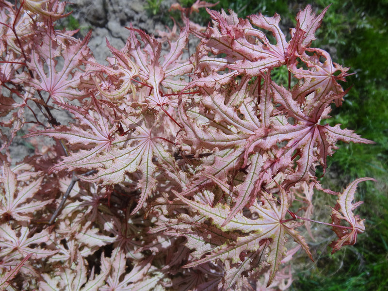 Acer palmatum 'Strawberry Spring' Reticulated Japanese Maple