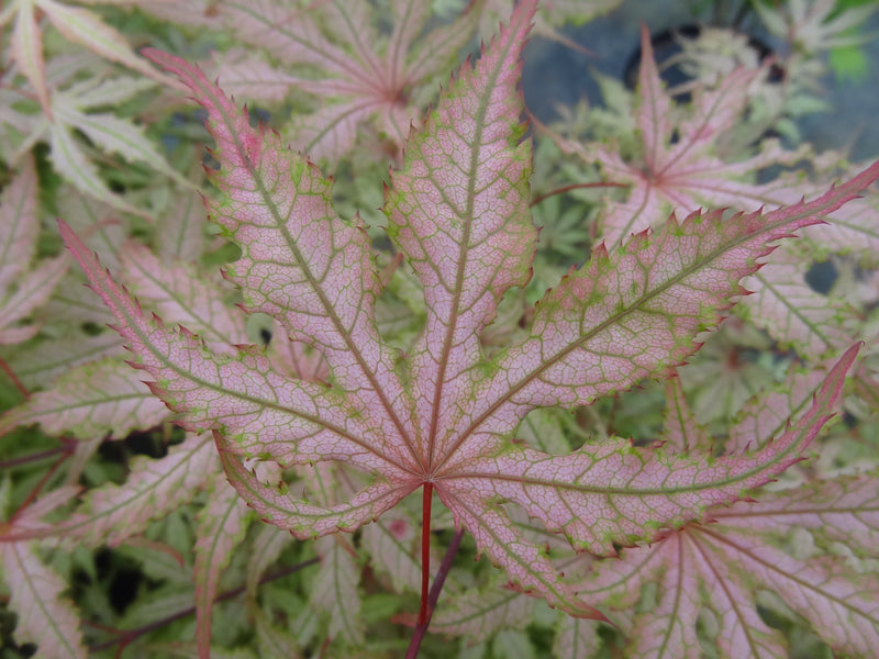 Acer palmatum 'Strawberry Spring' Reticulated Japanese Maple