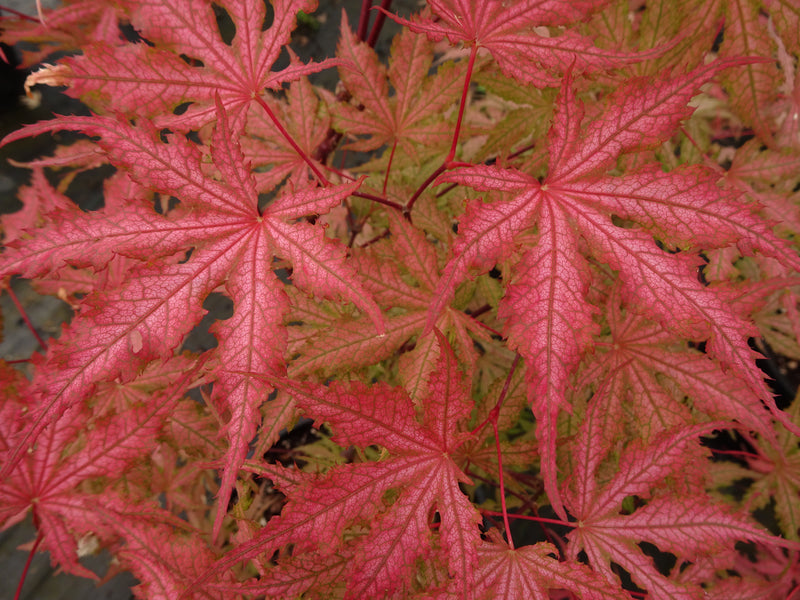 Acer palmatum 'Strawberry Spring' Reticulated Japanese Maple