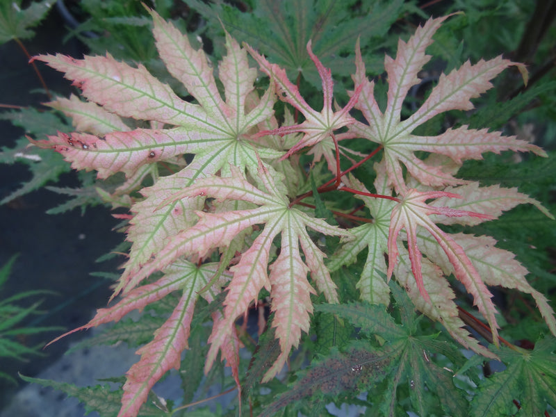 Acer palmatum 'Strawberry Spring' Reticulated Japanese Maple