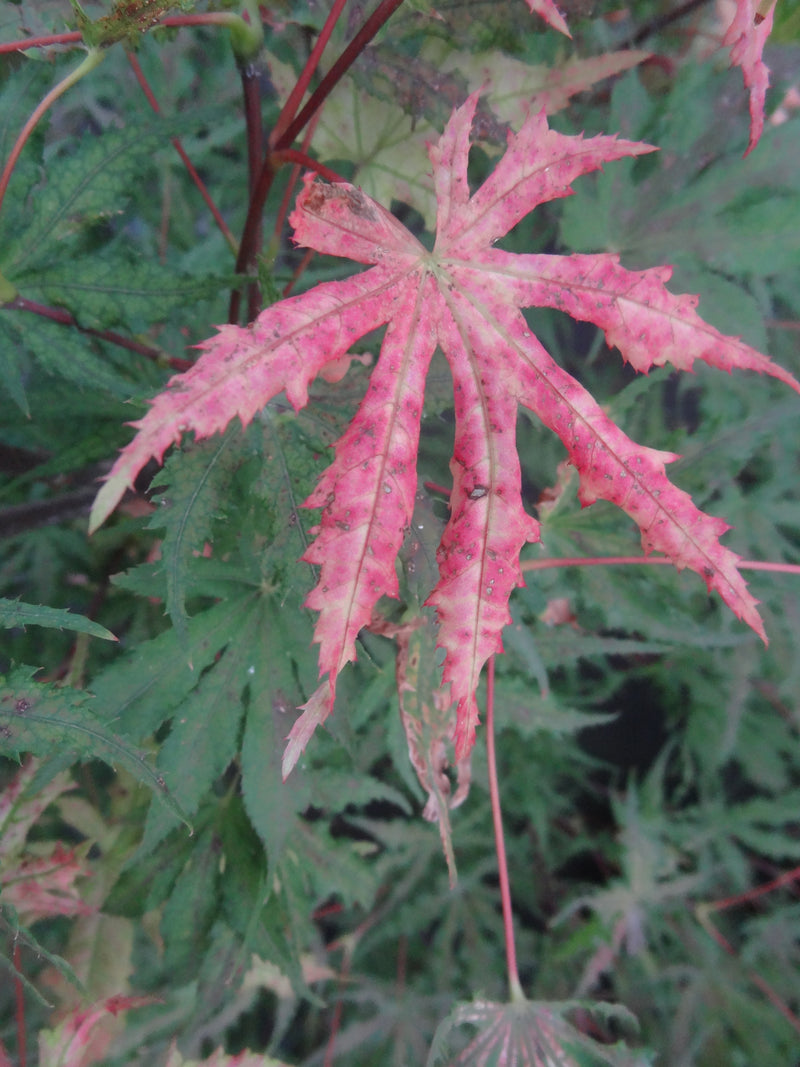 Acer palmatum 'Strawberry Spring' Reticulated Japanese Maple
