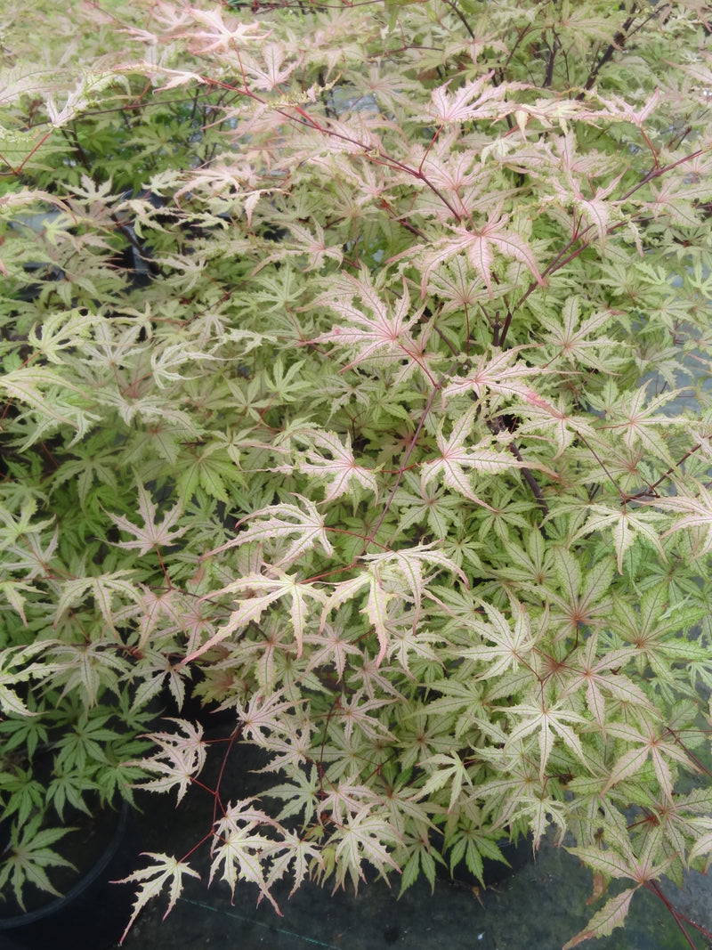 Acer palmatum 'Strawberry Spring' Reticulated Japanese Maple