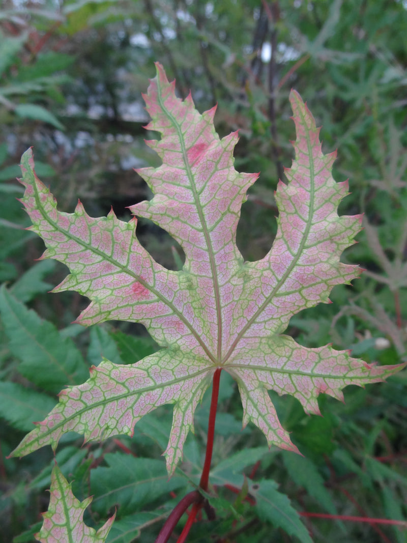 Acer palmatum 'Strawberry Spring' Reticulated Japanese Maple