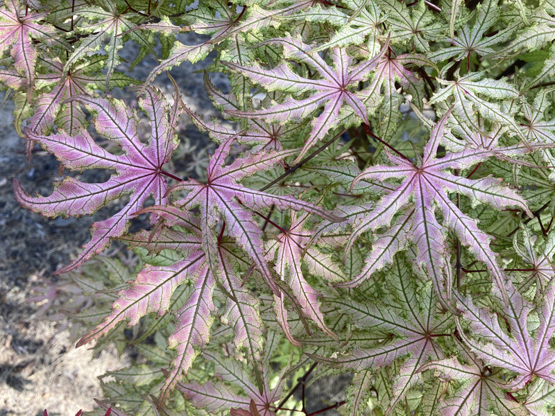 Acer palmatum 'Strawberry Spring' Reticulated Japanese Maple