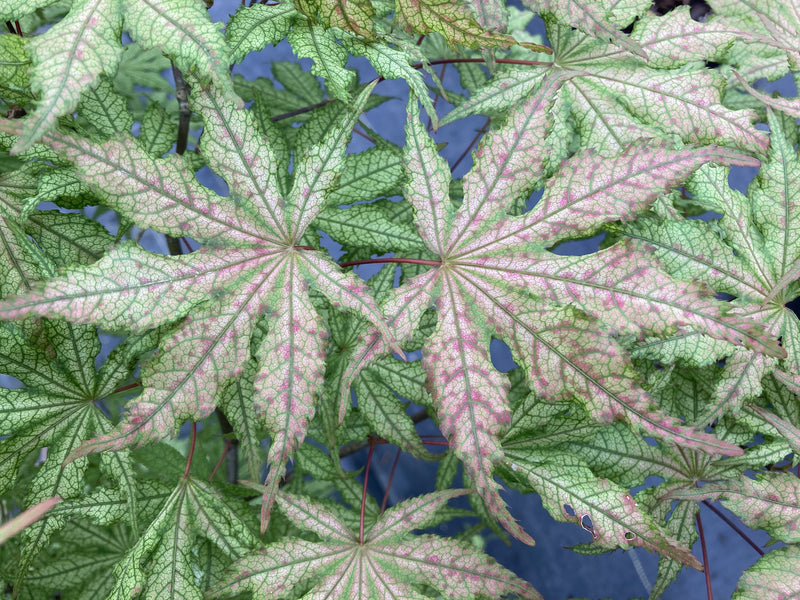 Acer palmatum 'Strawberry Spring' Reticulated Japanese Maple