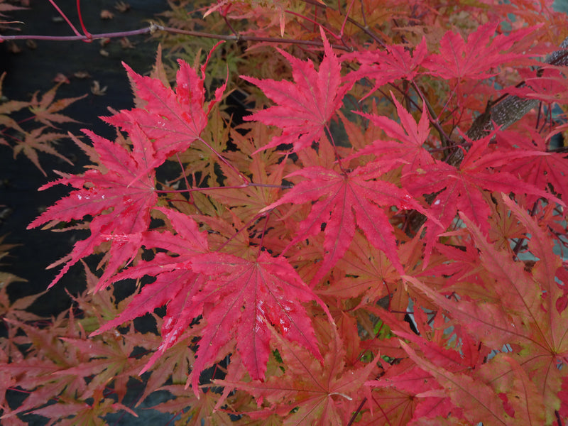 Acer palmatum 'Strawberry Spring' Reticulated Japanese Maple