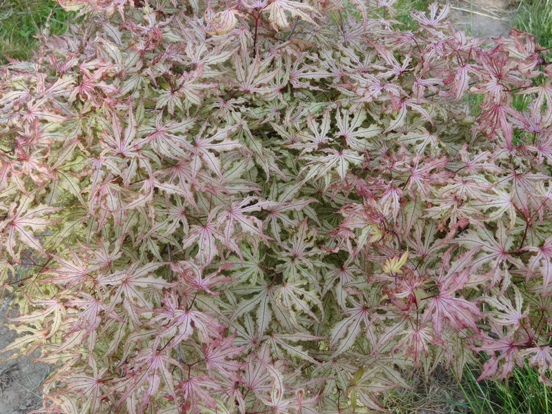 Acer palmatum 'Strawberry Spring' Reticulated Japanese Maple