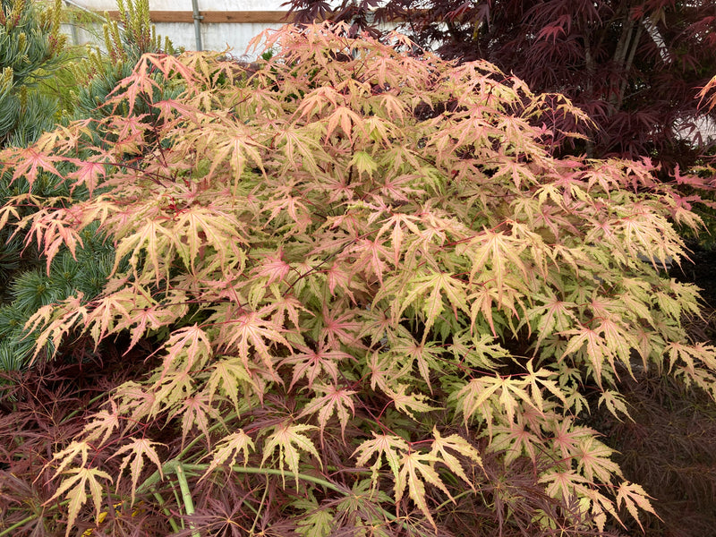 Acer palmatum 'Strawberry Spring' Reticulated Japanese Maple
