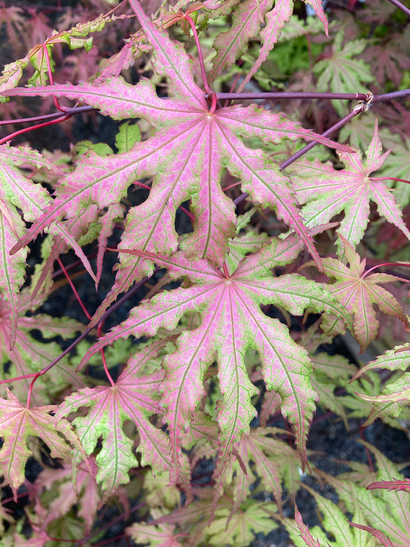 Acer palmatum 'Strawberry Spring' Reticulated Japanese Maple