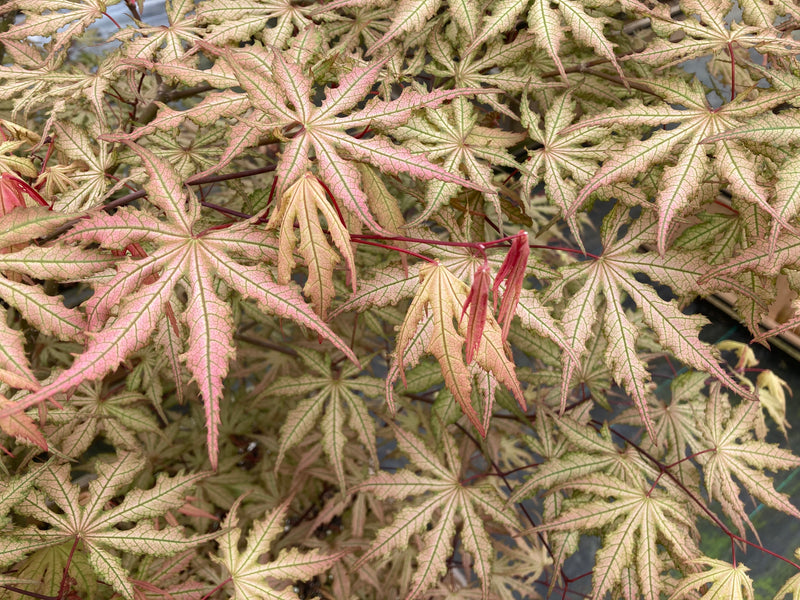 Acer palmatum 'Strawberry Spring' Reticulated Japanese Maple