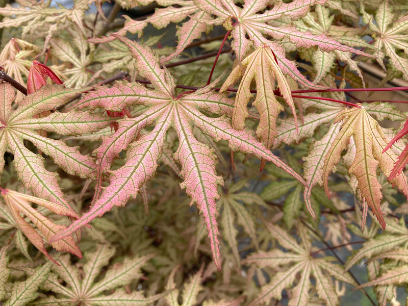 Acer palmatum 'Strawberry Spring' Reticulated Japanese Maple