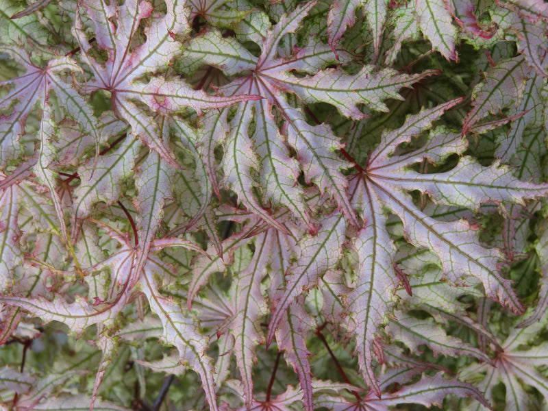 Acer palmatum 'Strawberry Spring' Reticulated Japanese Maple
