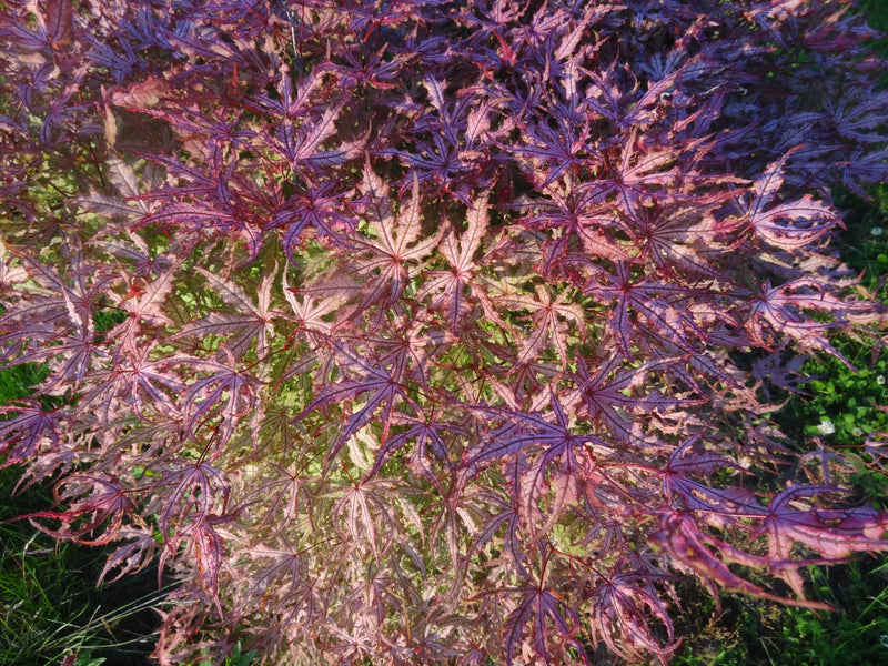 Acer palmatum 'Strawberry Spring' Reticulated Japanese Maple